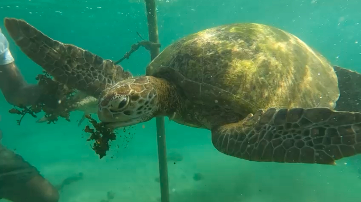 Fourth day in Sri Lanka, January 9th